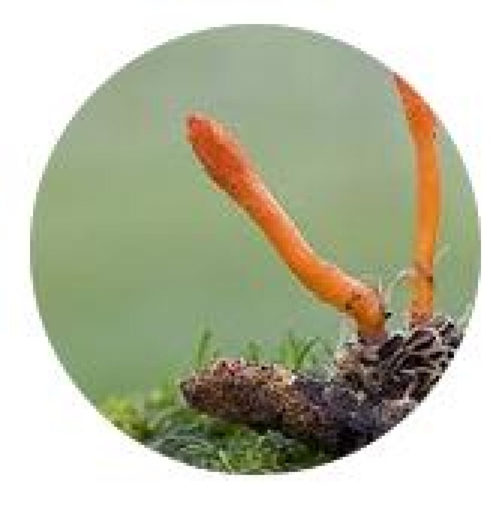 cordyceps-trimyco-1000x1024.jpg