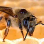 Včela mateří kašička Menoxin