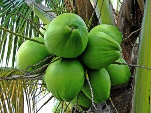Kokosová palma - kokosovník