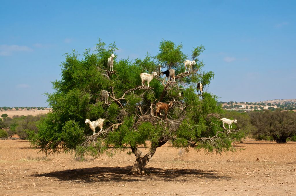 Kozy na arganovníku Maroko