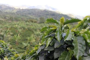 Zelená káva rostlina