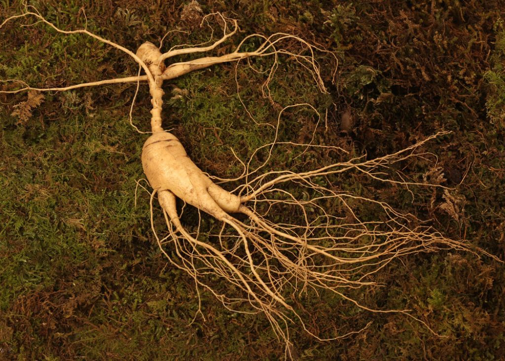 ženšen kořen